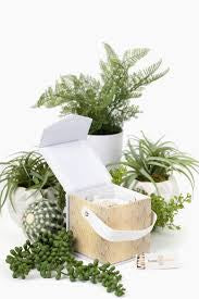 TB Bougie Blonde Gift Box